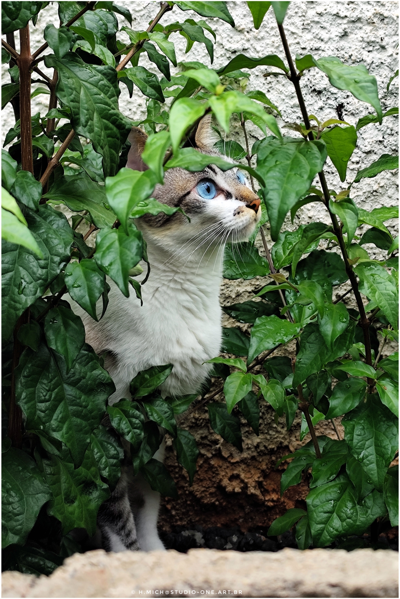 hora da observação