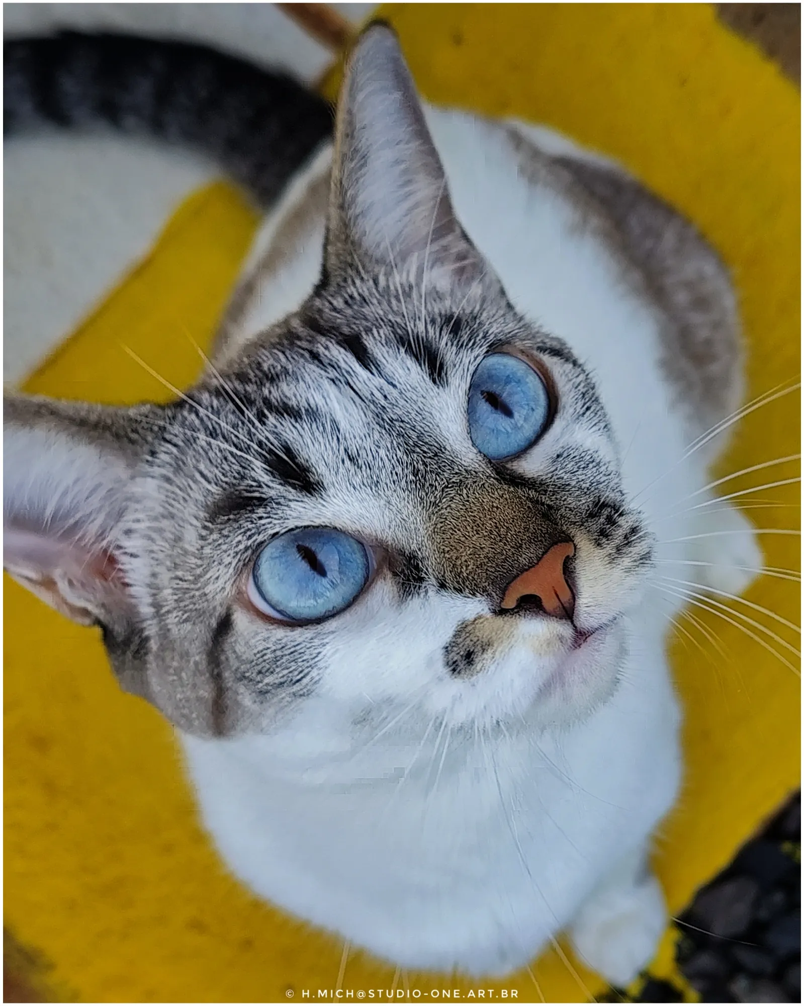 Photo Studio-One Repo (c)h.Mich@outlook.com