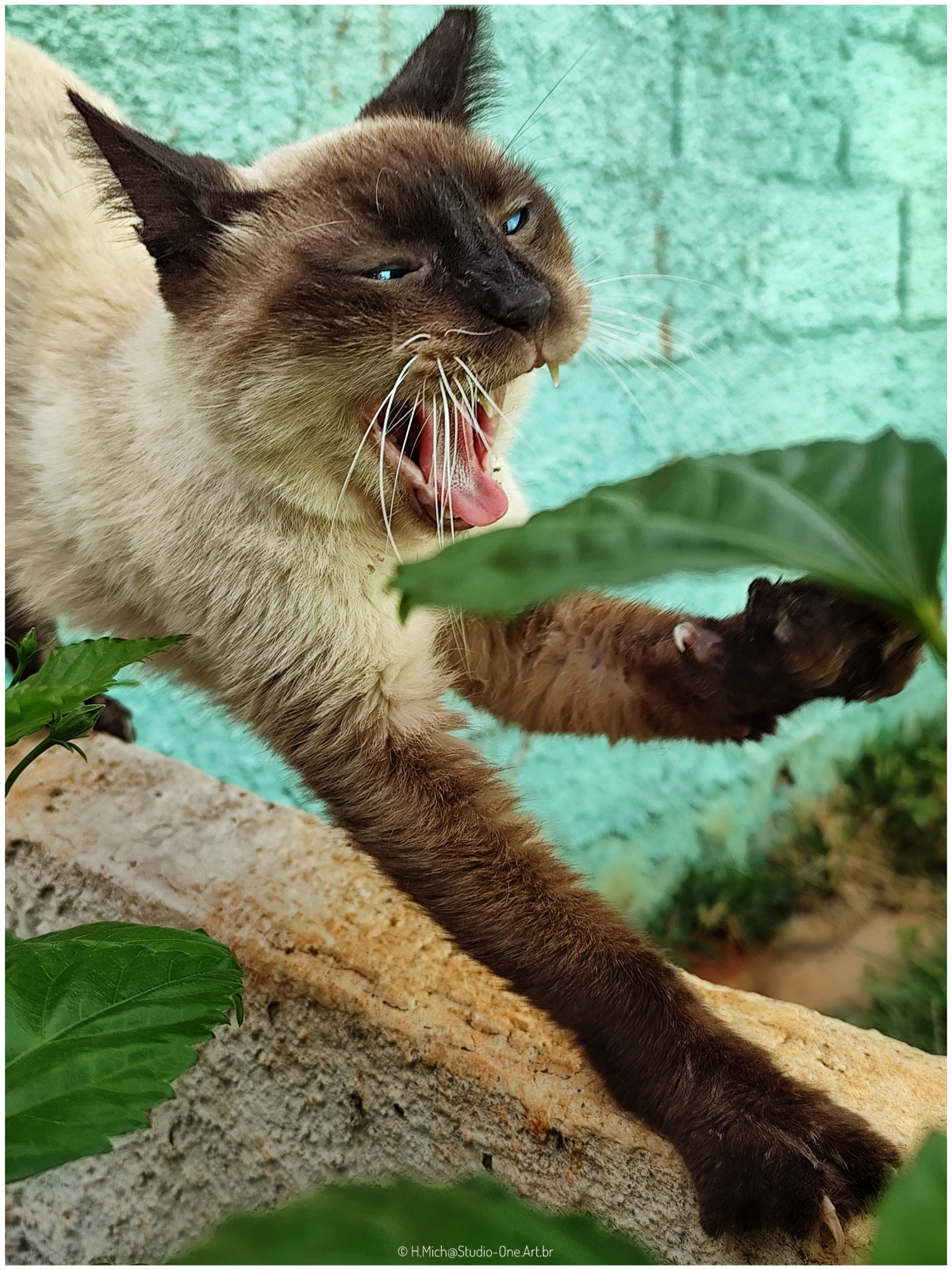 é surdo, mas ...