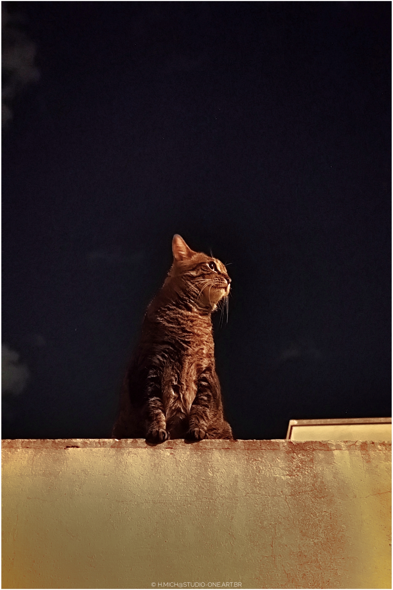 são apenas animais