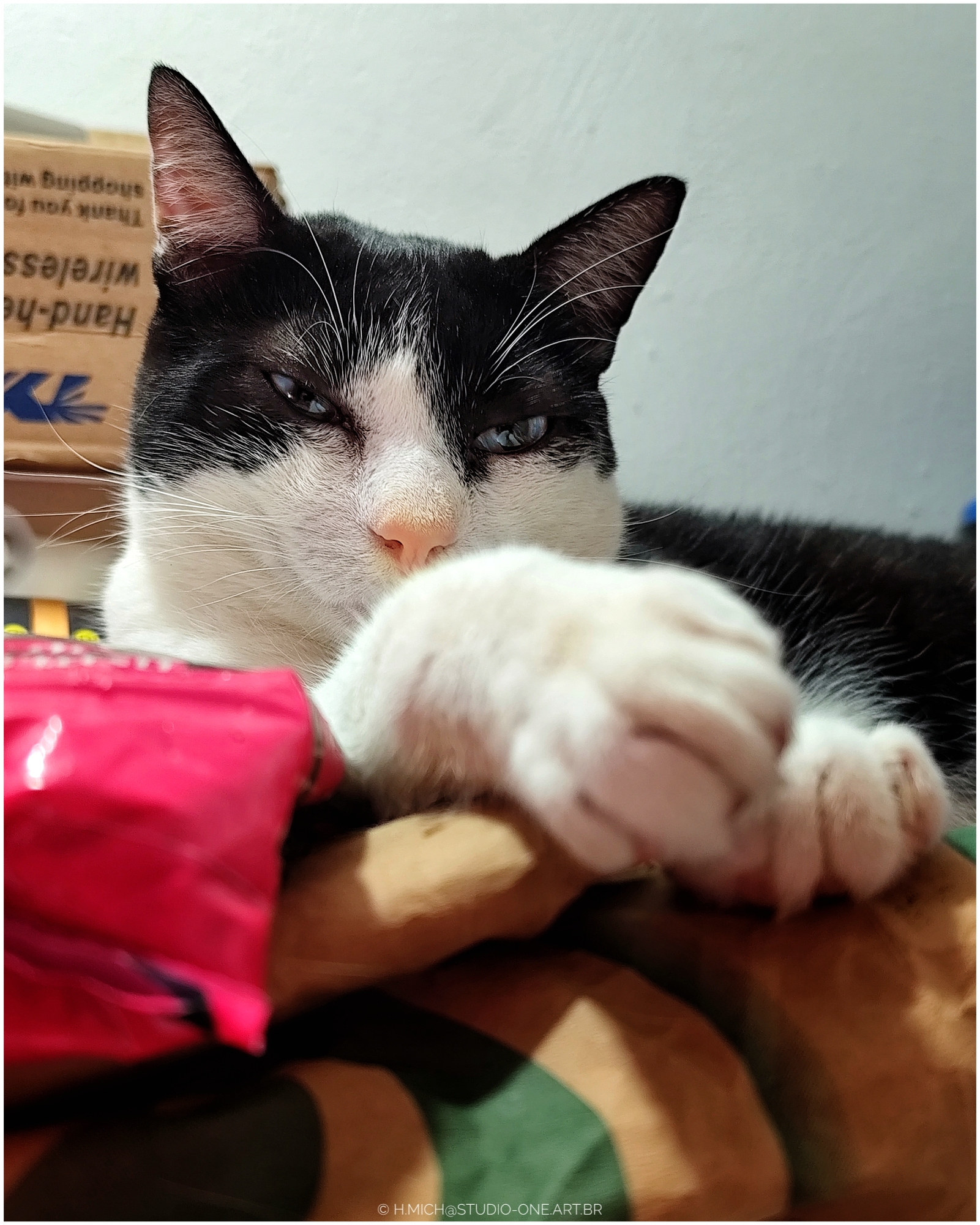 gato esperto ...