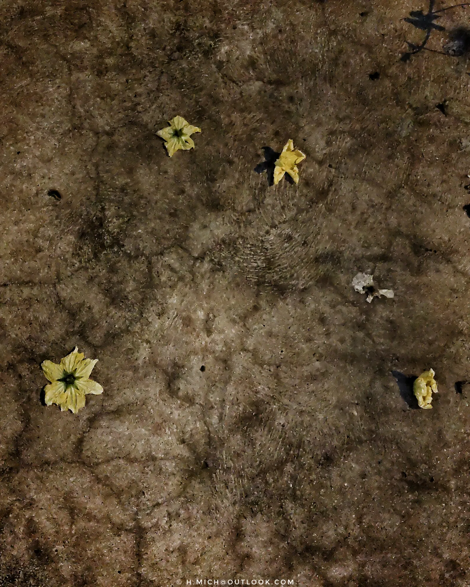 Photo Studio-One Repo (c)h.Mich@outlook.com