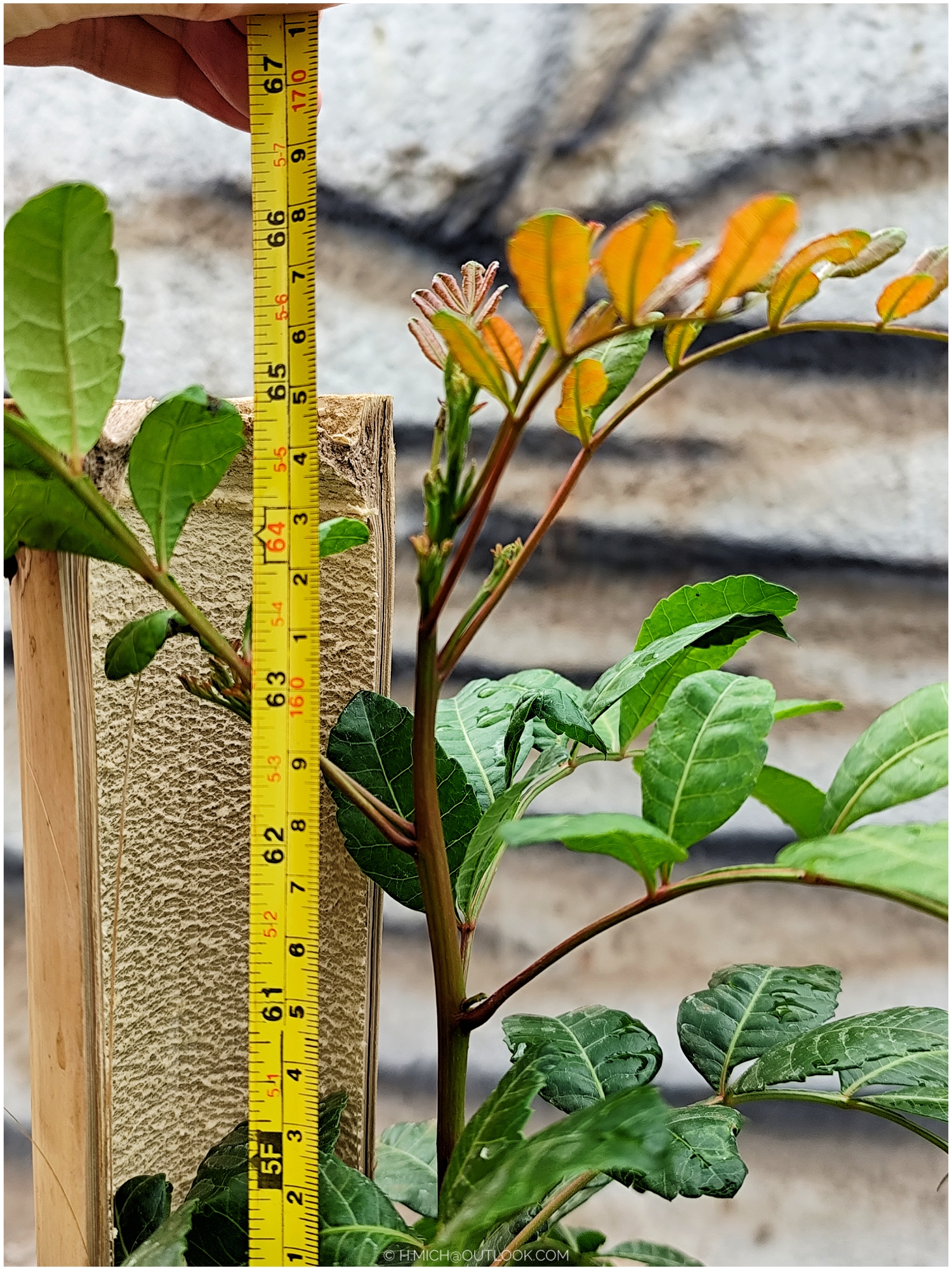 +17cm desde 07/08