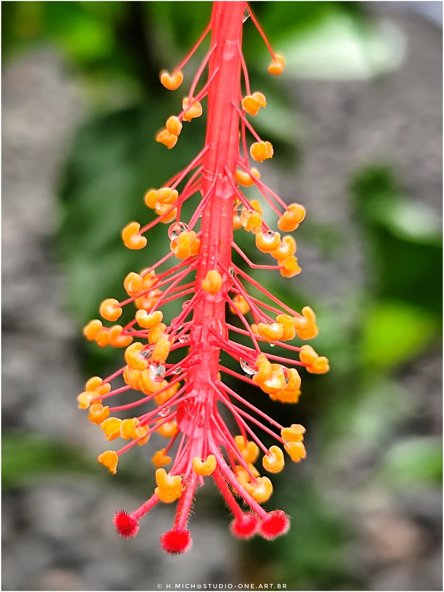 Photo Studio-One Repo (c)h.Mich@outlook.com