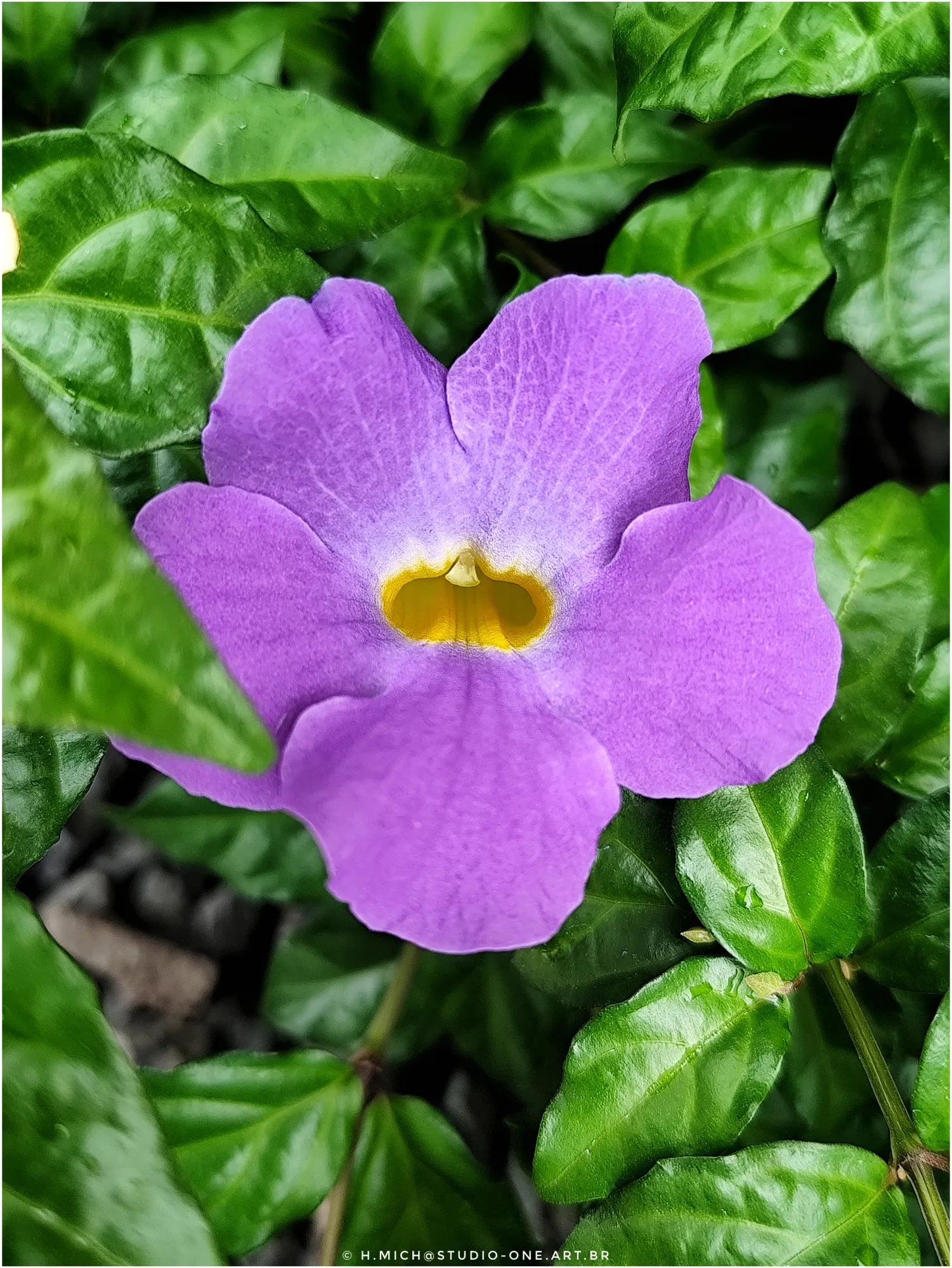 Photo Studio-One Repo (c)h.Mich@outlook.com