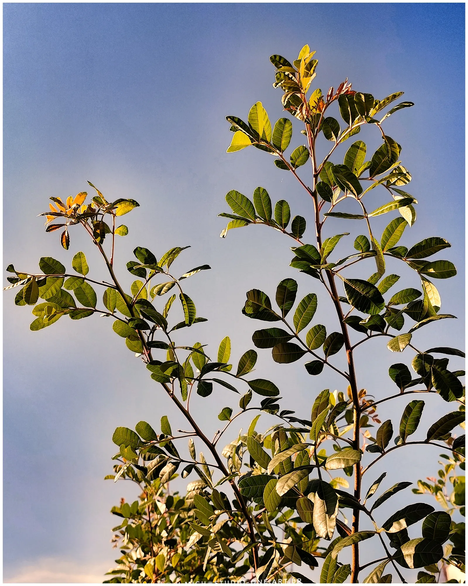 Photo Studio-One Repo (c)h.Mich@outlook.com