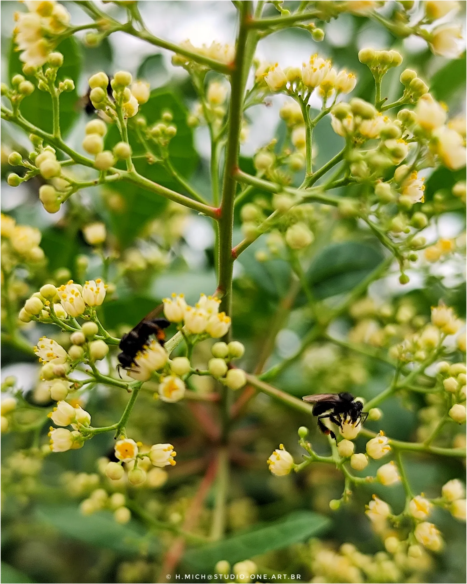 Photo Studio-One Repo (c)h.Mich@outlook.com