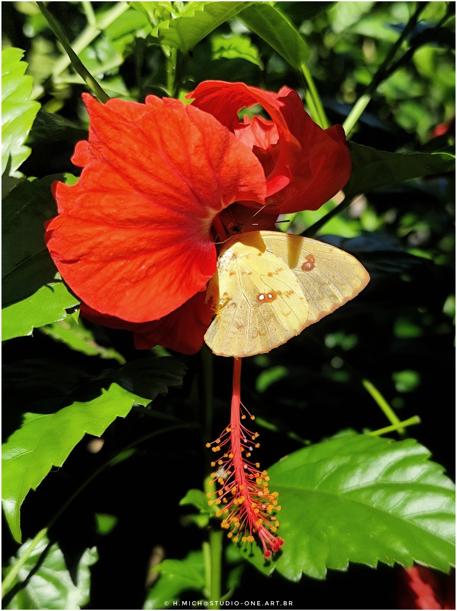 Photo Studio-One Repo (c)h.Mich@outlook.com