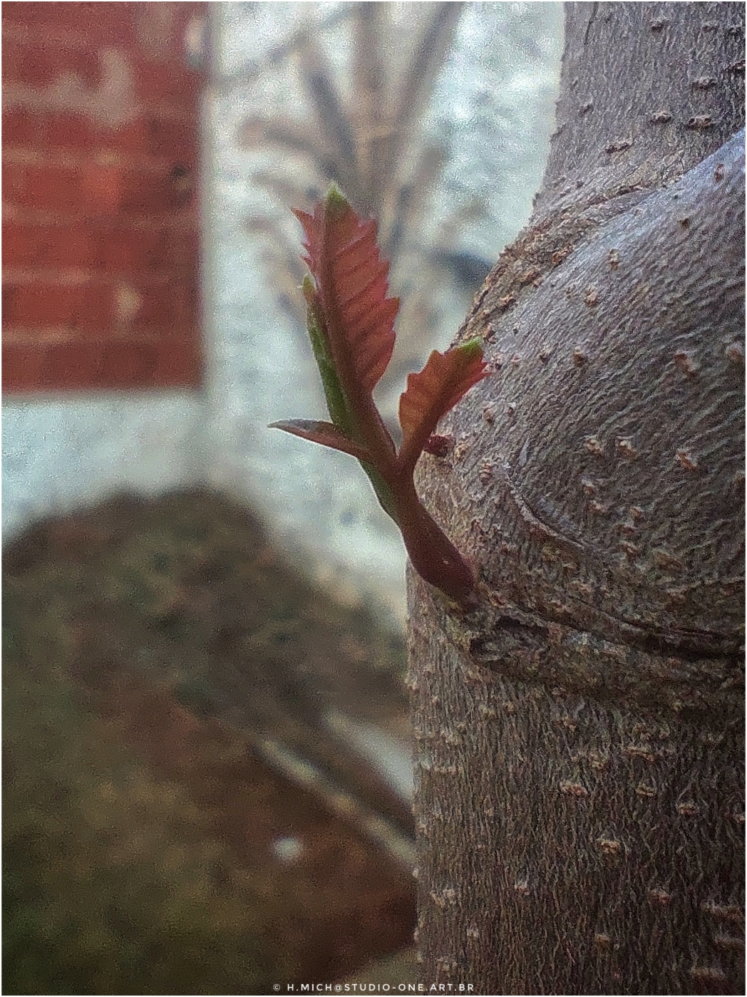 Ensaios e Fotografia Profissional em Rio Preto SP/Brasil