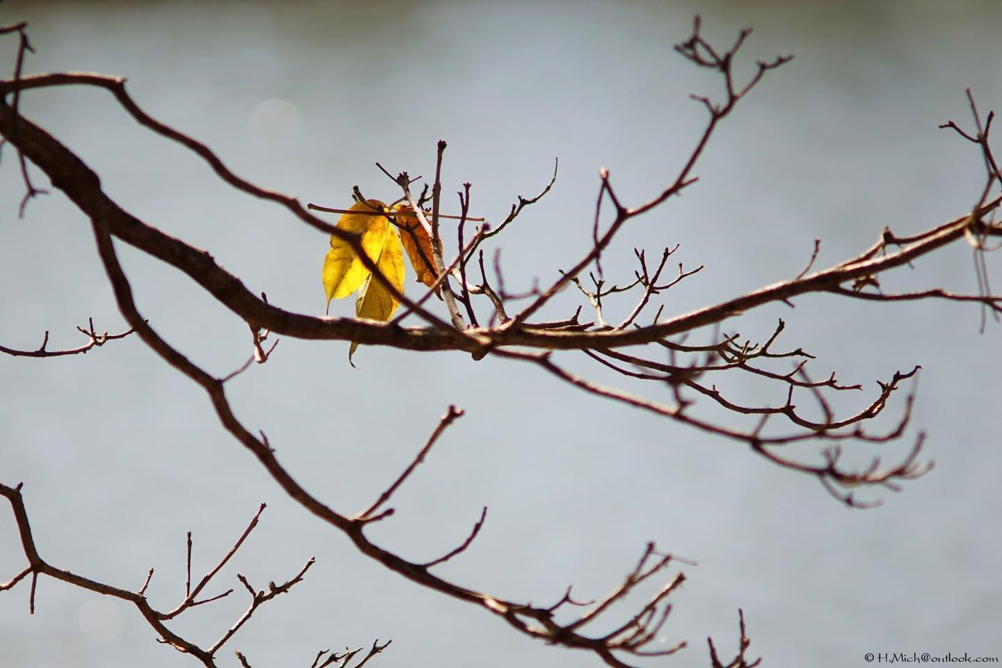 poesia com a lente  …