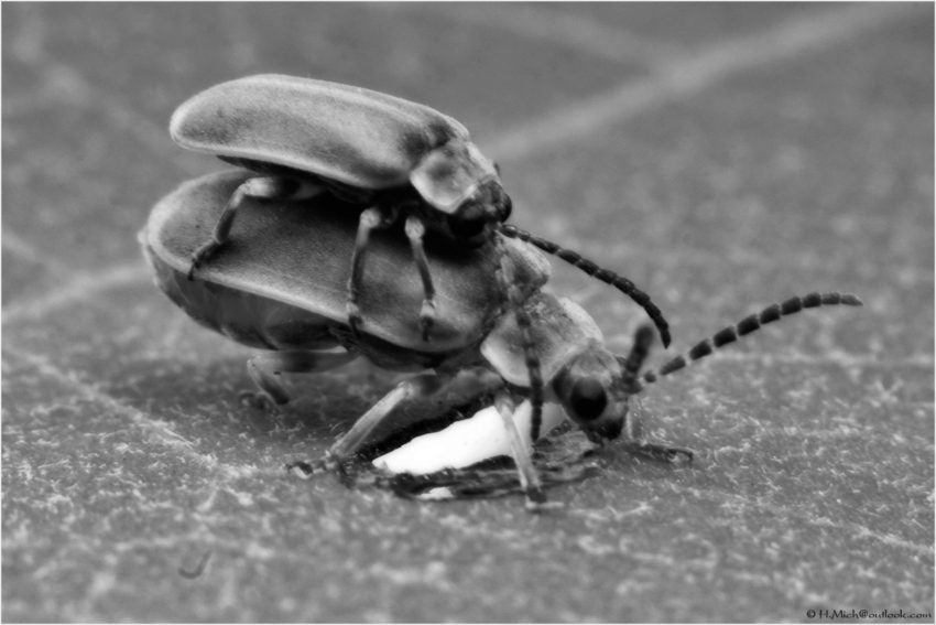 Studio-One.Art.br Repo Fotografia em Rio Preto SP/Brasil