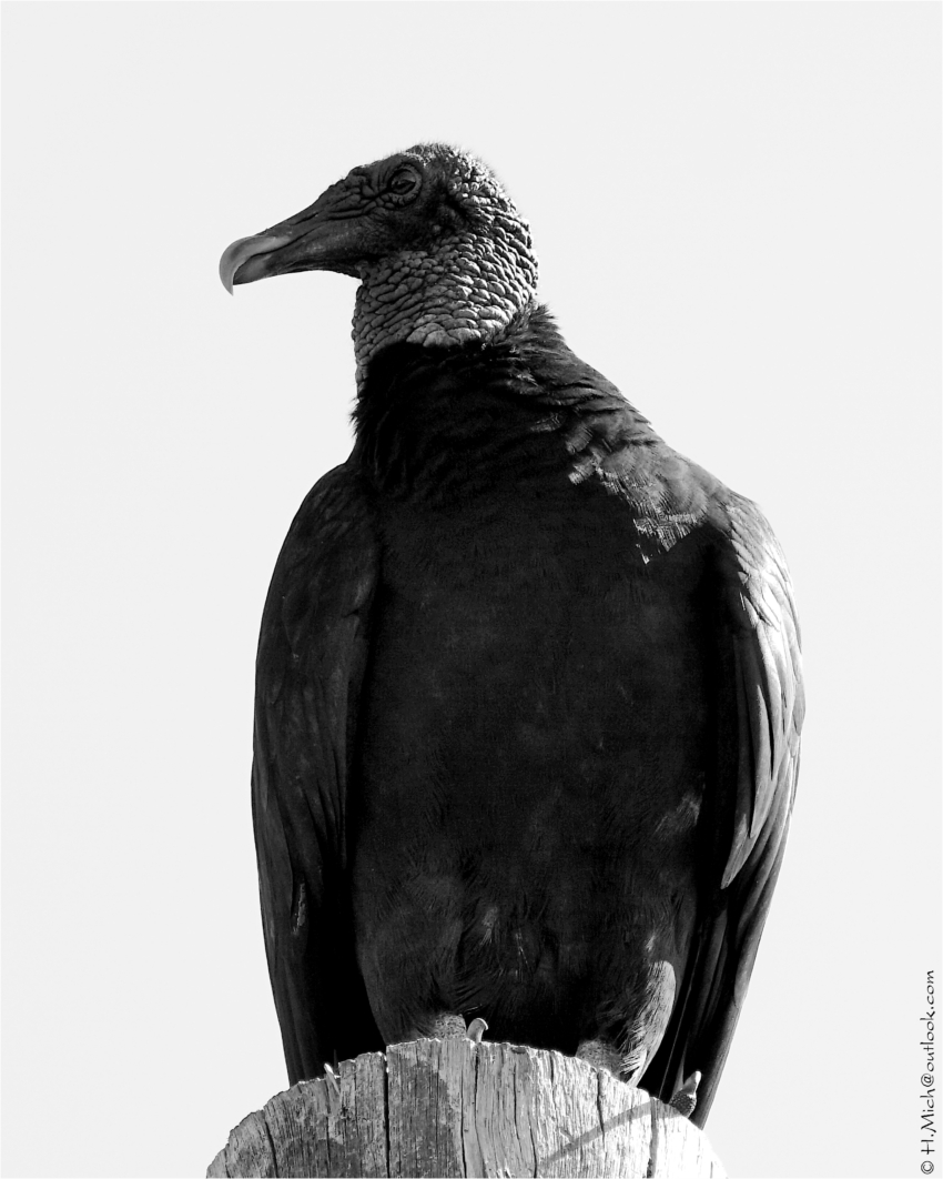 Studio-One.Art.br Repo Fotografia em Rio Preto SP/Brasil