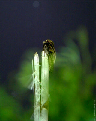 © H.mich@outlook.com