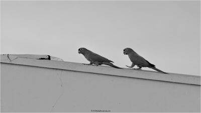 © H.mich@outlook.com